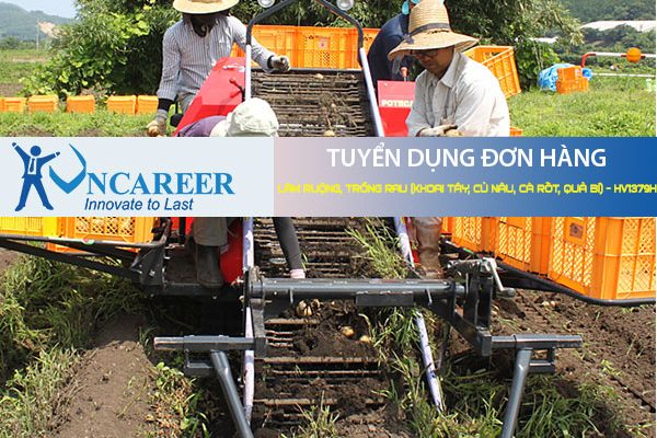 Tuyển dụng đơn hàng Làm ruộng, trồng rau (khoai tây, củ nâu, cà rốt, quả bí) – HV1379H