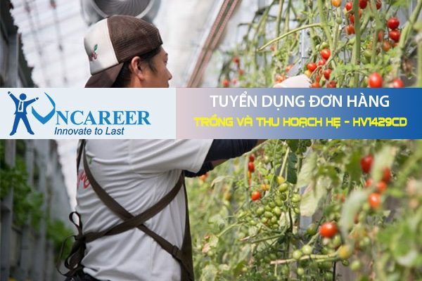 Tuyển dụng đơn hàng Trồng và thu hoạch hẹ – HV1429CD