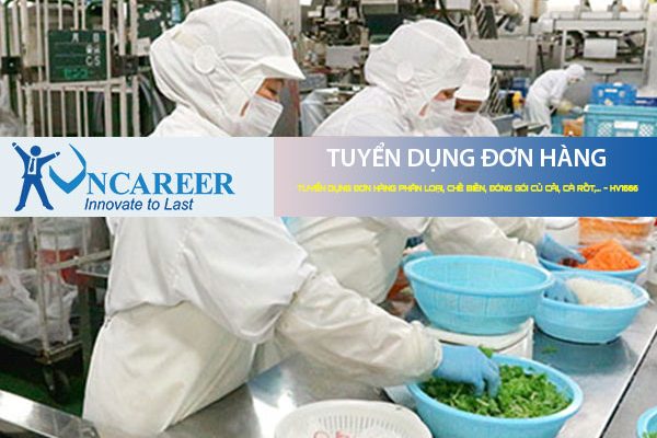 Tuyển dụng đơn hàng phân loại, chế biến, đóng gói củ cải, cà rốt,… – HV1666