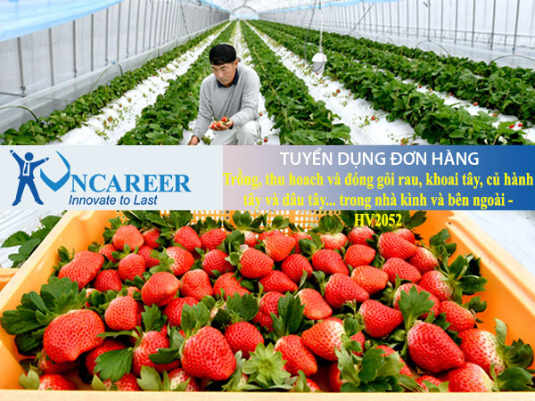 Tuyển dụng đơn hàng trồng, thu hoach và đóng gỏi rau, khoai tây, củ hành tây và dâu tây… trong nhà kình và bên ngoài – HV2052